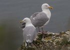 Herring Gull